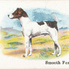 Smooth Fox-terrier.