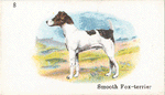 Smooth Fox-terrier.