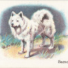 Samoyede.