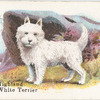 West Highland White Terrier.