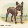Bouledogue Français.