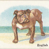 English Bulldog.