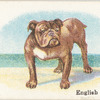 English Bulldog.