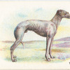 Whippet.