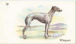 Whippet.