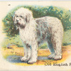 Old English Sheepdog.