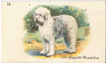 Old English Sheepdog.