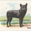 Schipperke.