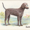 Bedlingtor.