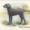 Curly Coated Retriever.