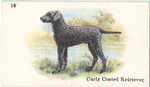 Curly Coated Retriever.