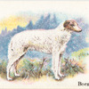 Borzoi.