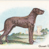 Great Dane.