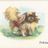 Pekingese.