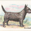 Scottish Terrier.