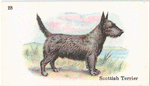 Scottish Terrier.