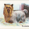 Yorkshire Terrier.