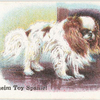 Blenheim Toy Spaniel.