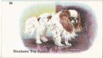 Blenheim Toy Spaniel.