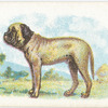 Mastiff.