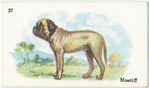 Mastiff.