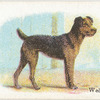 Welsh Terrier.