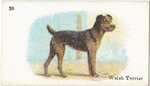 Welsh Terrier.