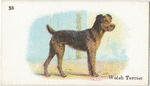 Welsh Terrier.