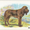 Bloodhound.