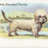 Dandy Dinmont Terrier.