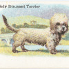 Dandy Dinmont Terrier.