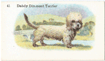 Dandy Dinmont Terrier.