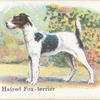 Wire Haired Fox-Terrier.
