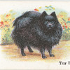 Toy Pomeranian.