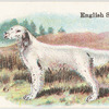 English Setter.