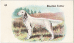 English Setter.