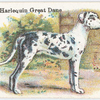 Harlequin Great Dane.