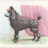 Poodle.