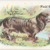 Field Spaniel.