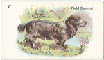 Field Spaniel.