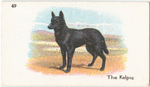 The Kelpie.