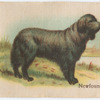 Newfoundland.