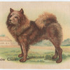 Chow Chow.