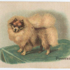 Pomeranian.