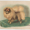 Pomeranian.