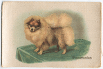 Pomeranian.