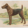 Airedale.