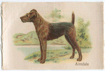 Airedale.