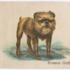 Brussels Griffon.