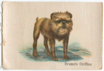 Brussels Griffon.